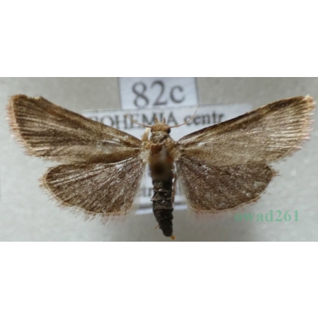 Hypsopygia costalis (Fabricius, 1775) Czech82c